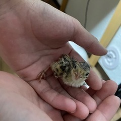 うずら鳥　成鳥3羽、小鳥1羽 − 福岡県