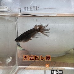 【船橋メダカファーム】メダカくじ！開催！1口1000円！の画像