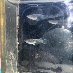 【船橋メダカファーム】メダカくじ！開催！1口1000円！の画像