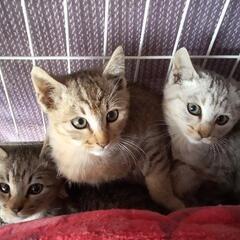 そっくりの３兄妹