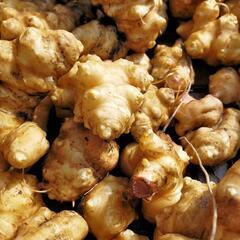 R4年産キクイモ5キロ栽培期間中農薬不使用