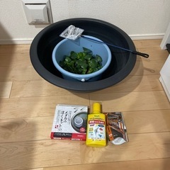 【決まりました】ホテイソウ、メダカ入れ、餌など