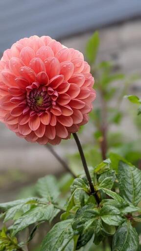 【お買得】ダリア 球根 花 植物 ガーデニング（11月18～21日まで）