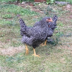 にわとり鶏メス4羽岡崎おうはん.後藤もみじの里親募集 − 東京都