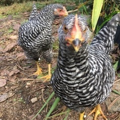 にわとり鶏メス4羽岡崎おうはん.後藤もみじの里親募集 - その他
