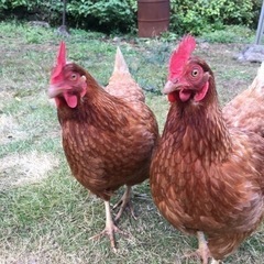 にわとり鶏メス4羽岡崎おうはん.後藤もみじの里親募集 - 青梅市
