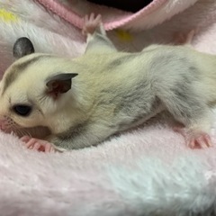 フクロモモンガ　プラチナ　男の子