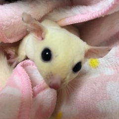 フクロモモンガ　モシスティック　男の子221101