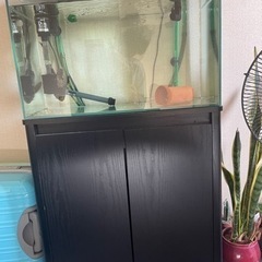 60cm水槽　セット