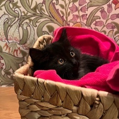 毛並み艶々✨セレブ感漂う黒猫くん里親様決定しました‼︎