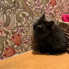 毛並み艶々✨セレブ感漂う黒猫くん里親様決定しました‼︎ - 向日市