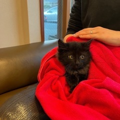 毛並み艶々✨セレブ感漂う黒猫くん里親様決定しました‼︎ - 猫