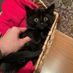 毛並み艶々✨セレブ感漂う黒猫くん里親様決定しました‼︎ − 京都府