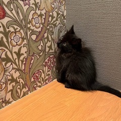 毛並み艶々✨セレブ感漂う黒猫くん里親様決定しました‼︎ - 里親募集