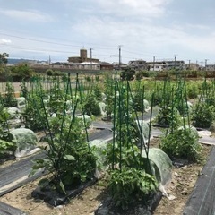 🥬料金無料！4組限定！農園見学＆ダイコン収穫体験🍅