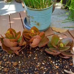 終了‼️あげます！ 多肉植物 ミリオンスター ３本 カット苗