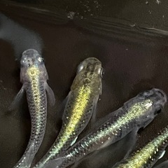 今日限定！猫飯様より購入古龍メダカ卵