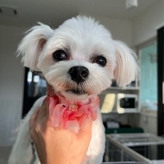 やんちゃなマルチーズちゃん