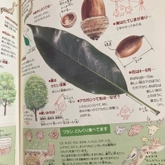 どんぐり、まつぼっくり　落ち葉　工作図鑑の画像