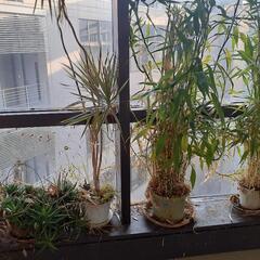 観葉植物　ドラセナ　開運竹　アロエの画像