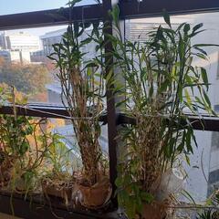 観葉植物　ドラセナ　開運竹　アロエの画像