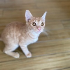 可愛い男の子茶トラ
