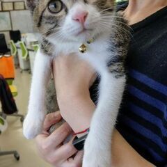 とっても可愛い3ｹ月の男の子です😸無事に里親様の家族に迎えられました。