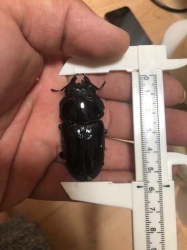 久留米オオクワガタ　♀57.7㎜　マツノインセクト
