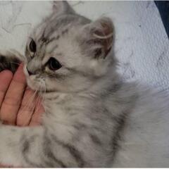ペルシャ子猫　人懐っこい可愛こです　一時停止/応募の方へ→知人が...