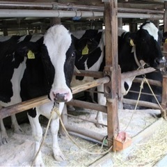 農業やってる方 必見‼️大阪堺市南区で牧場経営 酪農 自然の中で働く 牛と共に生きる − 大阪府