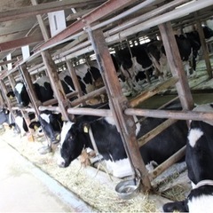 農業やってる方 必見‼️大阪堺市南区で牧場経営 酪農 自然の中で働く 牛と共に生きる - メンバー募集