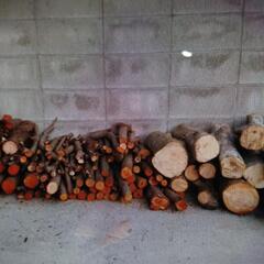 伐採幹、丸太あげますの画像