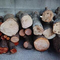 伐採幹、丸太あげますの画像