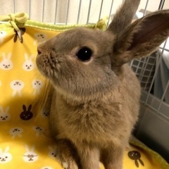 ネザーランドドワーフ　グレー　1歳8ヶ月