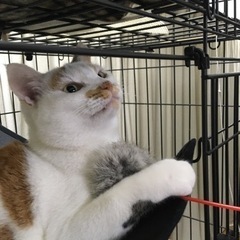 とっても人懐こい穏やかな性格の三毛猫／尾道・向島／猫エイズ陽性