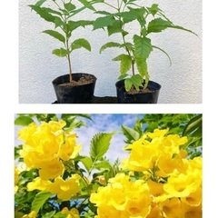 金鈴樹（キンレイジュ）の苗木　約30cm前後　１鉢350円　2鉢...