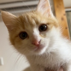 トライアル決まりました！茶トラちゃん2ヶ月懐っこい子猫