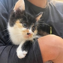 人馴ればっちり！とってもかわいい三毛ちゃん♪