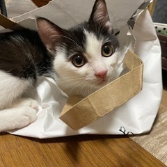 ミヌエットmixの子猫ちゃん