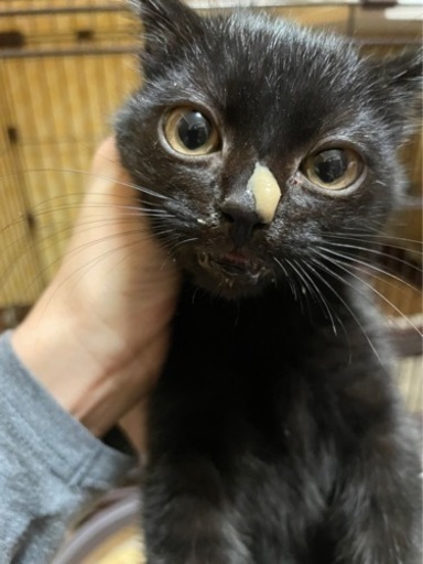 K9ミヌエット様 cat_img_1_be835f6b6205.jpg