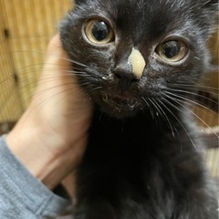 ミヌエットmixの黒子猫ちゃん