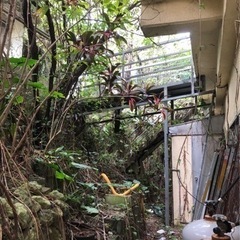 草刈り、伐採承ります❗️街の便利屋さん - 剪定/造園