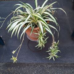 （取引中）★折り鶴ラン　オリズルラン　ナカフオリヅルラン 　茶色の陶器鉢に植栽　高さ約４０ｃｍ　つる６本出て，白い小さい花咲いてます。掲載No３の画像
