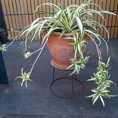 （取引中）★折り鶴ラン　オリズルラン　ナカフオリヅルラン 　茶色の陶器鉢に植栽　高さ約４０ｃｍ　つる６本出て，白い小さい花咲いてます。掲載No３の画像