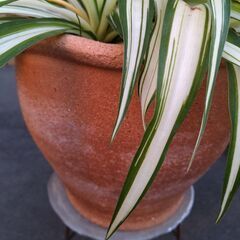 （取引中）★折り鶴ラン　オリズルラン　ナカフオリヅルラン 　茶色の陶器鉢に植栽　高さ約４０ｃｍ　つる６本出て，白い小さい花咲いてます。掲載No３の画像