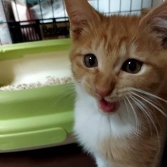 4ヶ月の茶白の男の子、里親募集❤️