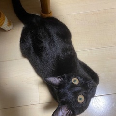 若年性白内障のボンベイの男の子💙 - 岸和田市