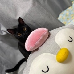 若年性白内障のボンベイの男の子💙 - 猫