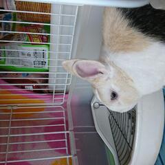 可愛がってくれる方もらって下さい。