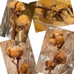 綿の木 茶色と白 の画像